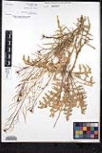 Sisymbrium irio image