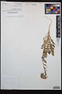 Chylismia claviformis image