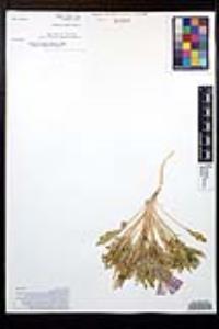 Oenothera deltoides image