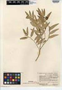 Vallesia glabra image