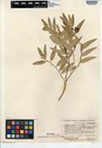 Vallesia glabra image