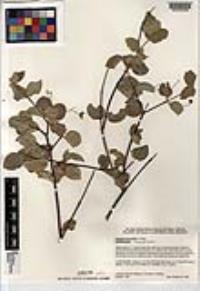 Malpighia diversifolia image
