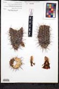 Echinocereus engelmannii image