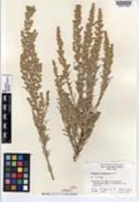 Artemisia tridentata subsp. tridentata image