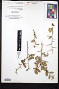 Sarcomphalus obtusifolius image