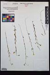 Clarkia epilobioides image