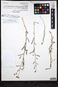 Cryptantha pterocarya f. pterocarya image