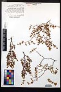 Larrea tridentata image