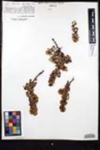 Ceanothus verrucosus image