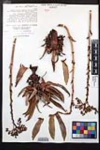 Dudleya cultrata image