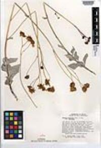 Encelia farinosa var. farinosa image
