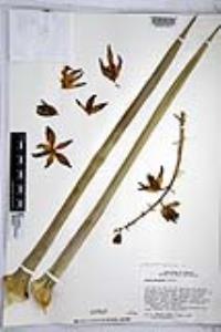 Hesperoyucca whipplei image