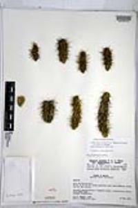 Cylindropuntia alcahes subsp. gigantensis image