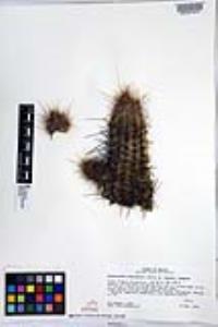 Echinocereus engelmannii image