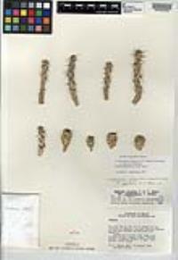 Cylindropuntia alcahes subsp. gigantensis image