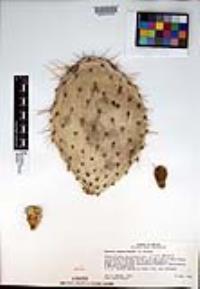 Opuntia tapona image