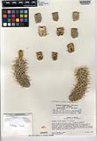 Cylindropuntia bigelovii image