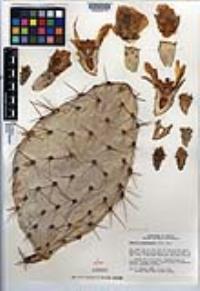 Opuntia engelmannii image