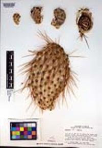 Opuntia tapona image