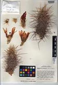 Echinocereus engelmannii image