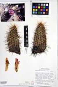 Echinocereus engelmannii image