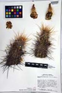 Echinocereus engelmannii image