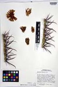 Ferocactus gracilis image
