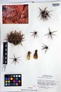 Ferocactus viridescens image