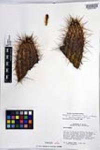 Echinocereus polyacanthus var. pacificus image