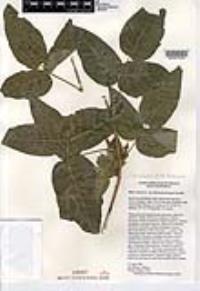 Toxicodendron radicans subsp. divaricatum image
