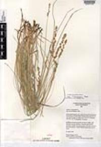 Carex agrostoides image