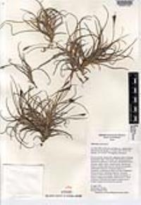 Tillandsia recurvata image