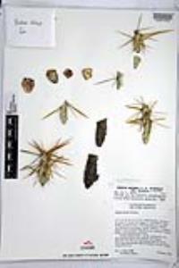Cylindropuntia molesta image