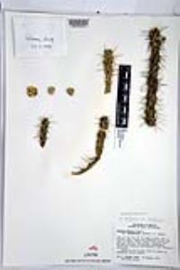 Cylindropuntia californica image