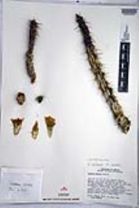 Cylindropuntia californica var. parkeri image