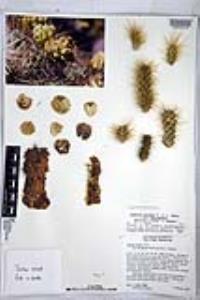 Cylindropuntia alcahes image