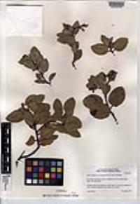 Arctostaphylos otayensis image