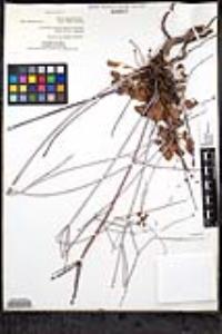 Eriogonum inflatum image