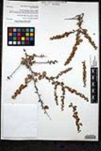 Colubrina californica image