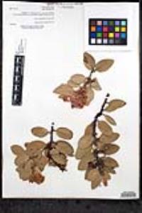 Arctostaphylos pringlei image