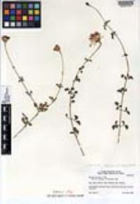 Adenophyllum speciosum image