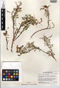 Ambrosia deltoidea image