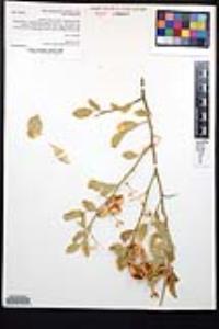 Viscainoa geniculata var. geniculata image