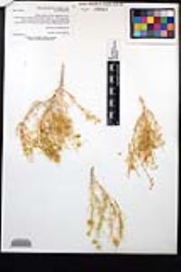 Fagonia densa image