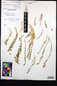 Fagonia densa image