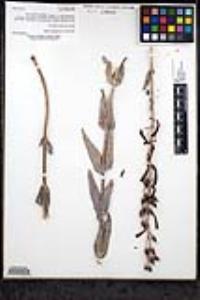 Penstemon centranthifolius image
