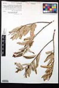 Vauquelinia californica image