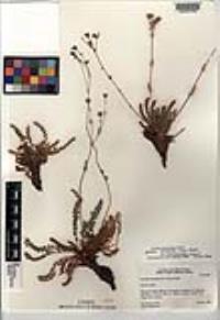 Horkelia clevelandii image