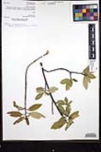 Frangula californica subsp. tomentella image