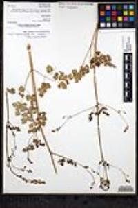 Thalictrum fendleri var. quadrinervatum image